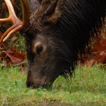 Photo Gallery-Roosevelt Elk