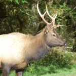 A young bull elk