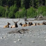 The herd rests on the warm sand