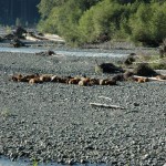 The herd sleeps on the gravel by the river