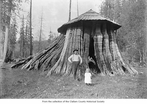 Cedar tree stump hut used as the Elwha Post Office